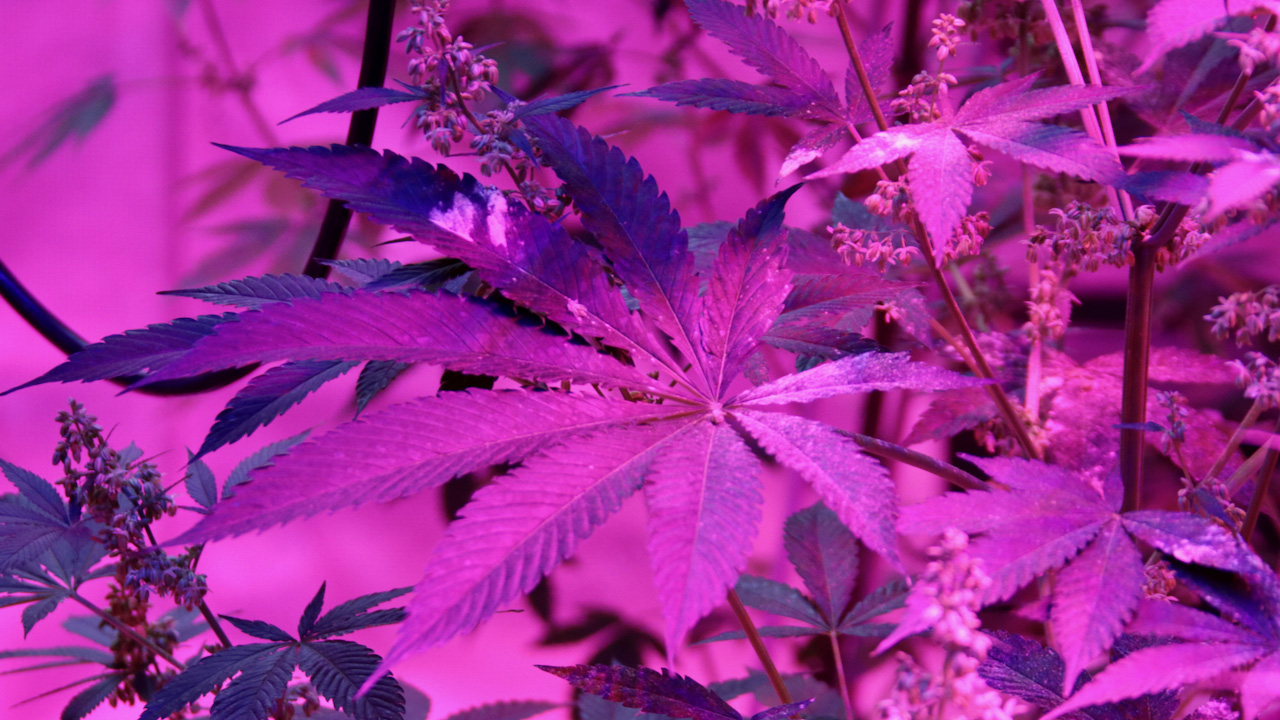 A hemp plant is shown under colored lights in a grow house at the testing greenhouse operated by Veg Out Organics in Virginia Beach.