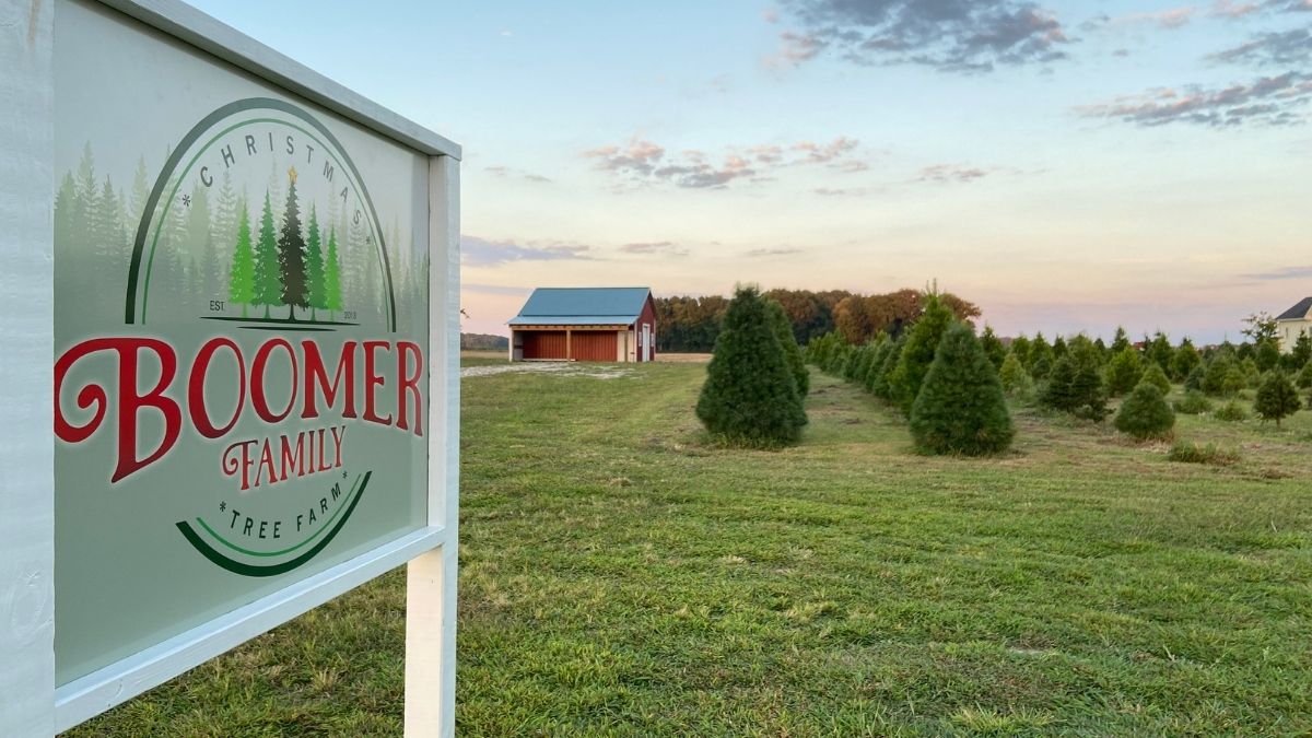Photo courtesy of Heath Boomer. For nearly a decade, Heath Boomer planted, pruned and maintained Virginia and White Pine Christmas trees behind his home in Virginia Beach. 
