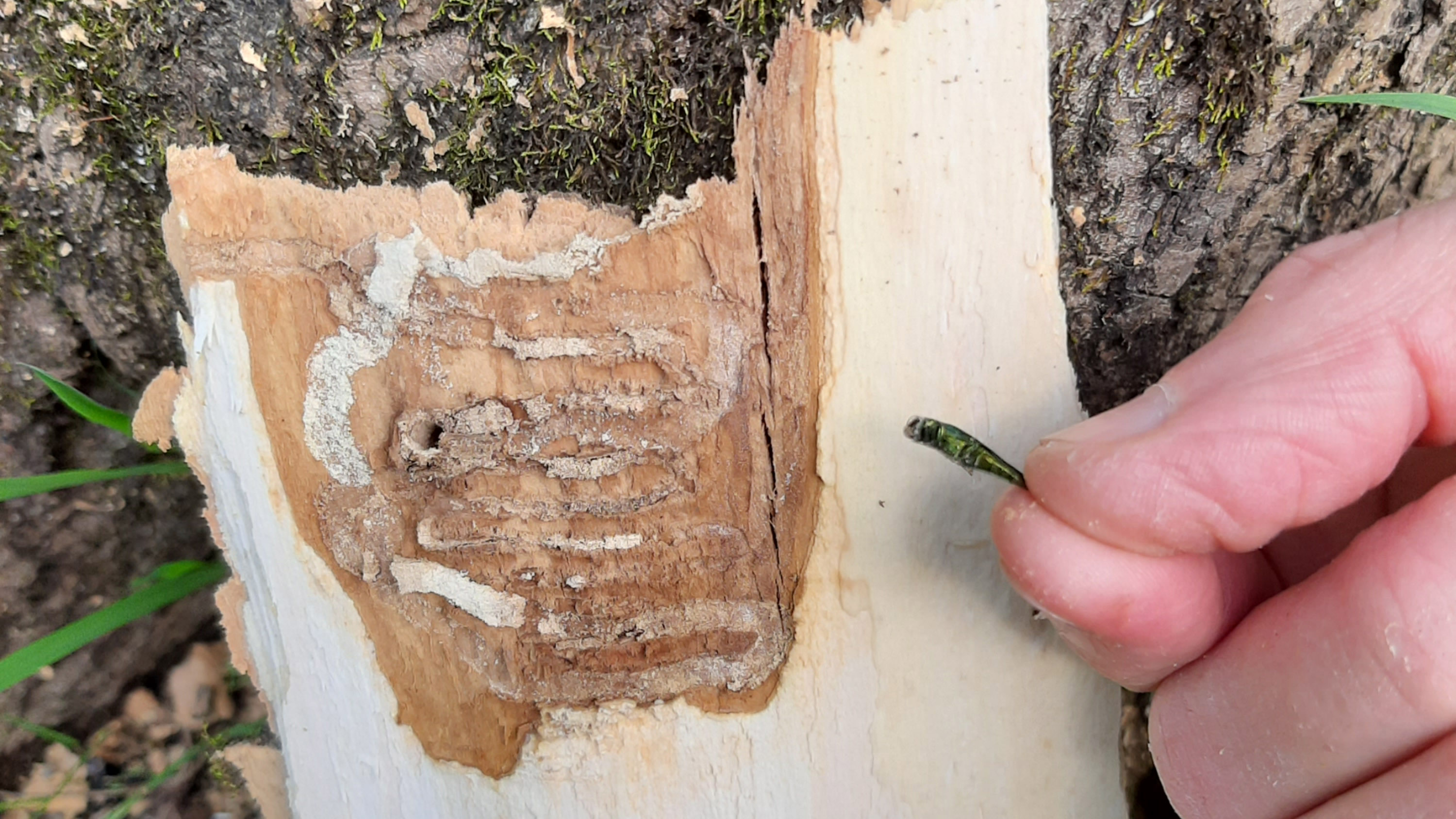 Photo courtesy of Lisa Deaton. An emerald ash borer recently found in a tree in Gloucester County.