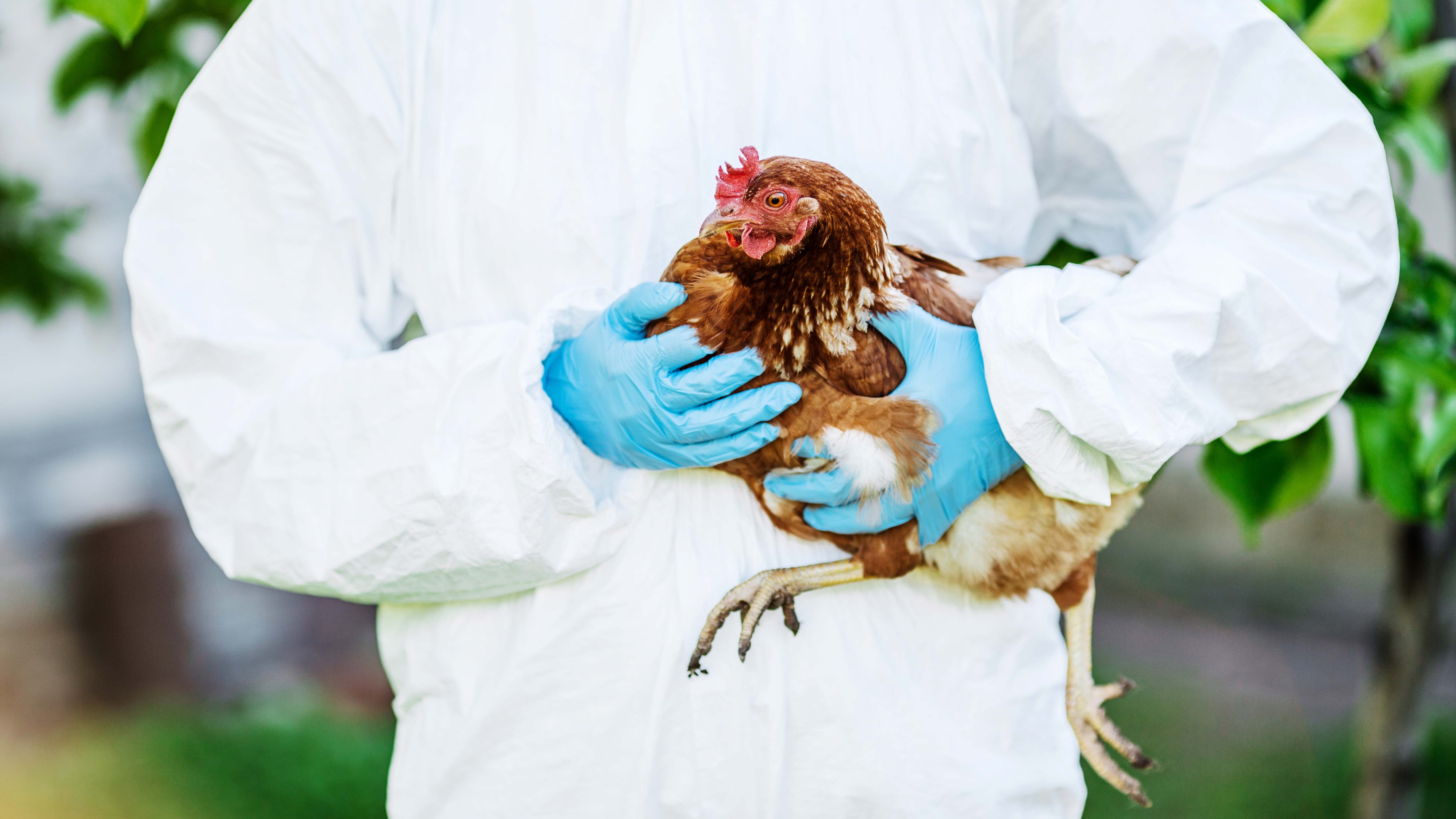 A veterinarian examines a chicken for bird flu. (Photo via Shutterstock)