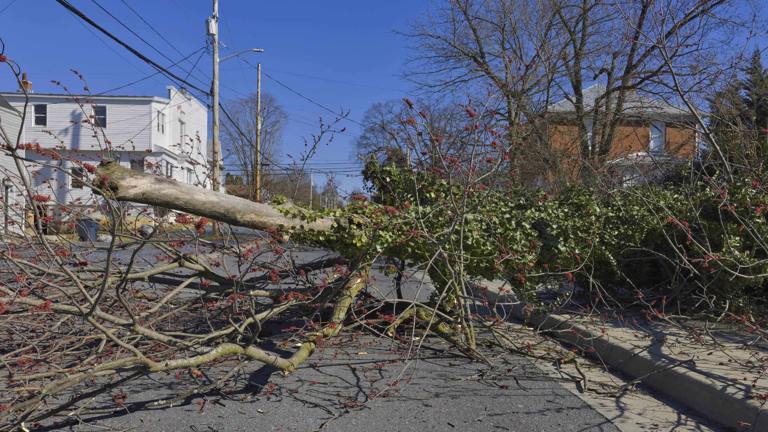 A fallen tree on a Virginia road after a storm. (Image via Shutterstock)