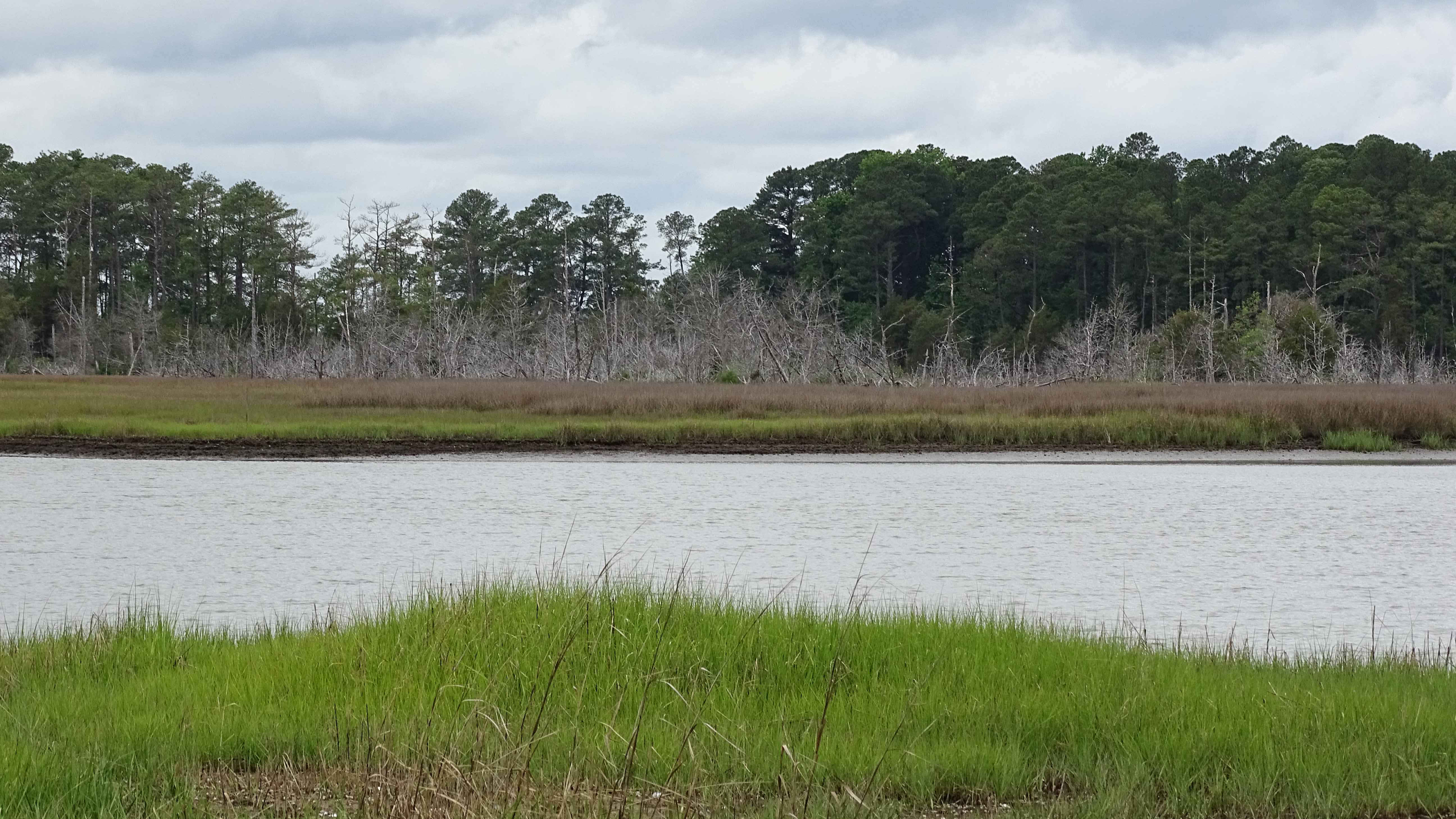 Photo courtesy of the Green Infrastructure Center. A "ghost forest" along Virginia’s Peninsula. The phenomenon happens when encroaching salt water stresses and ultimately kills trees.