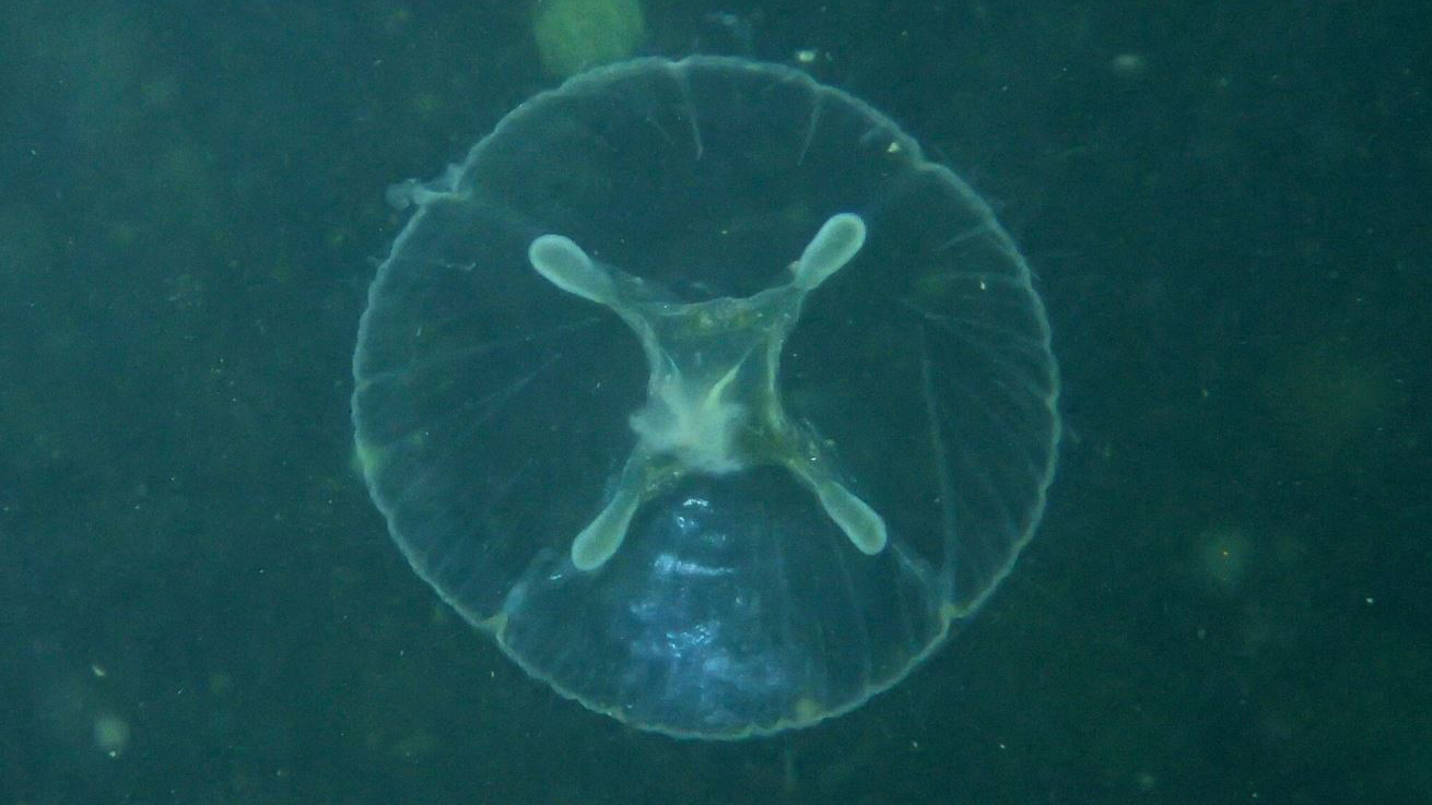 A freshwater jellyfish found in the Crim Dell pond at William & Mary.