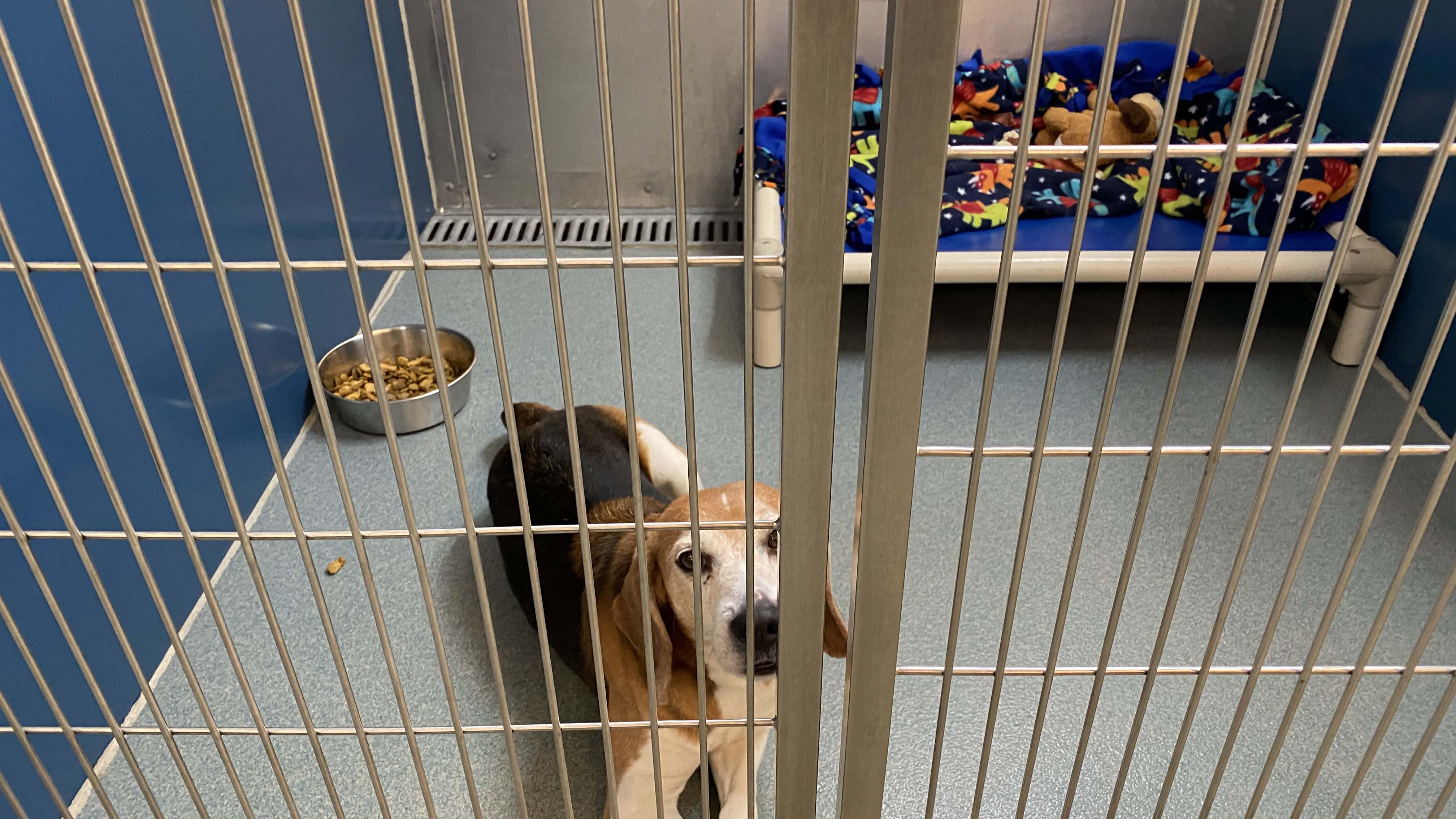 Photo by Katherine Hafner. One of four beagles that arrived at the Chesapeake Humane Society after being rescued from a breeding facility in Virginia.
