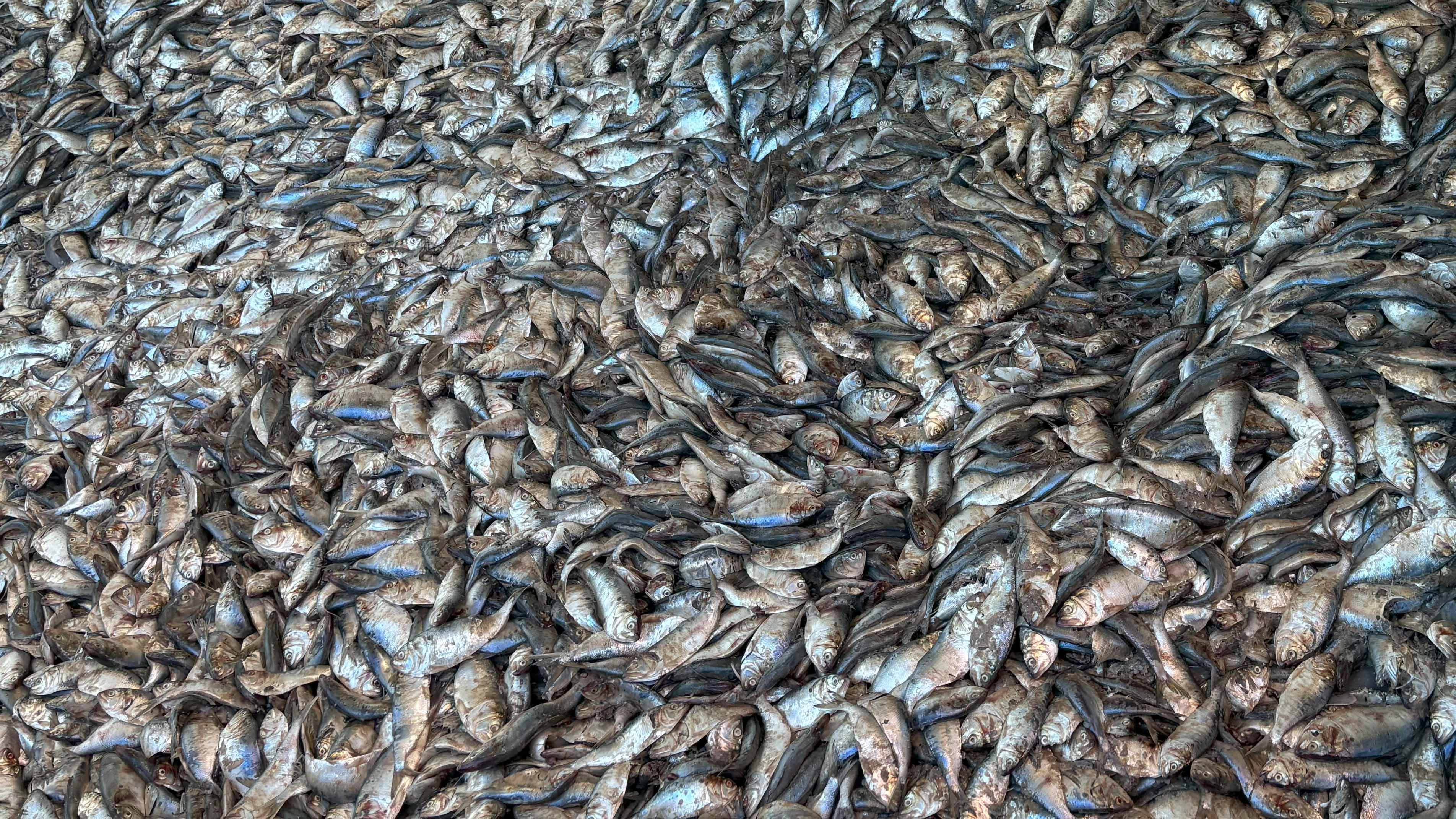 Menhaden in a holding bin at Omega Protein’s reduction plant in Reedville. (Photo by Katherine Hafner)
