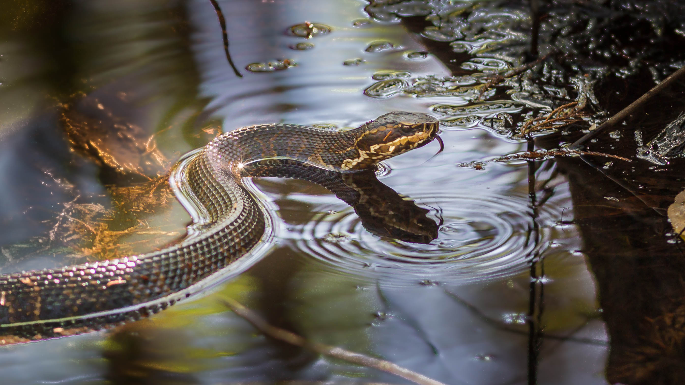 Cottonmouth snakes, or water moccasins, are known to live in southern Virginia Beach and Chesapeake, according to Virginia's Department of Conservation and Recreation. (Image: Jo Crebbin via Shutterstock)