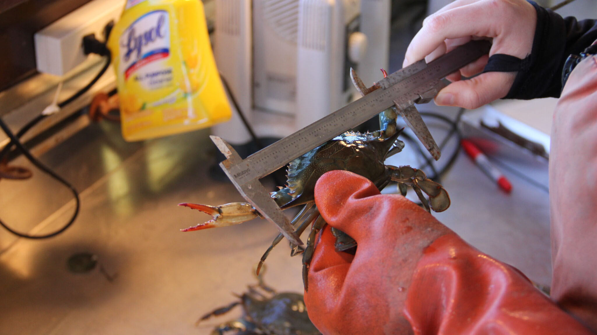 A crab being measured during the 2023 Bay-wide Blue Crab Winter Dredge Survey. (Image: Kenny Fletcher, Chesapeake Bay Foundation)