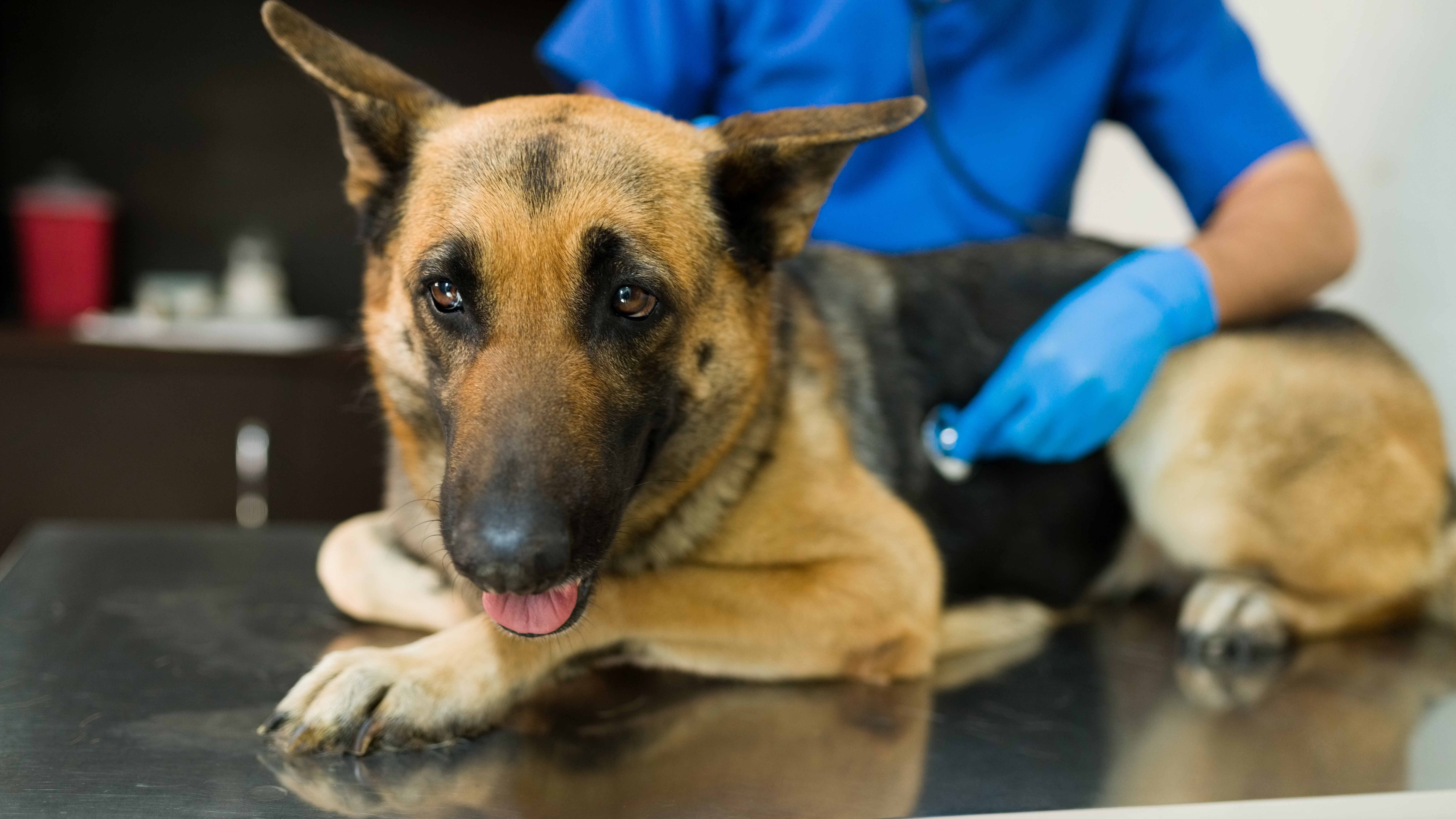 Vaccines for canine influenza can be expensive for shelters to buy, which can make it harder to contain in shelters. (Photo via Shutterstock)