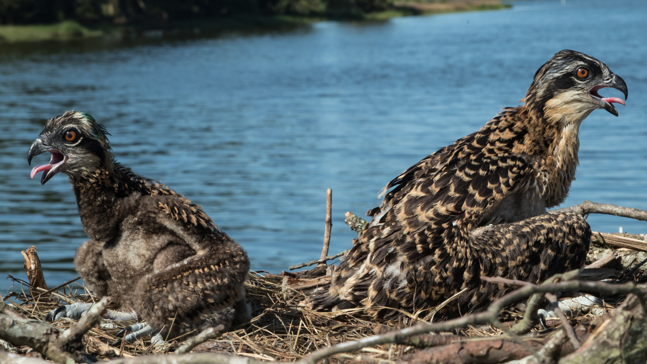 An osprey nest in the Chesapeake Bay. (Photo courtesy of Bryan Watts)