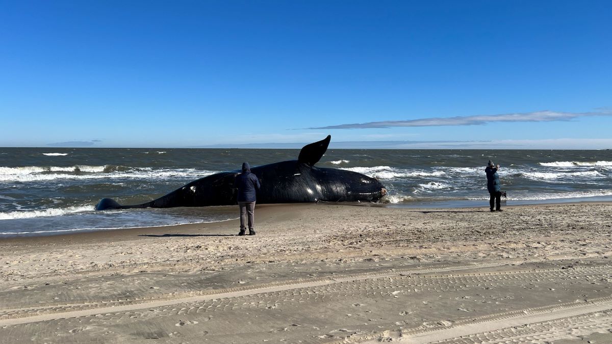 A male North Atlantic right whale washed up at Chic's Beach on Feb.13. (Image: Laura Philion.)