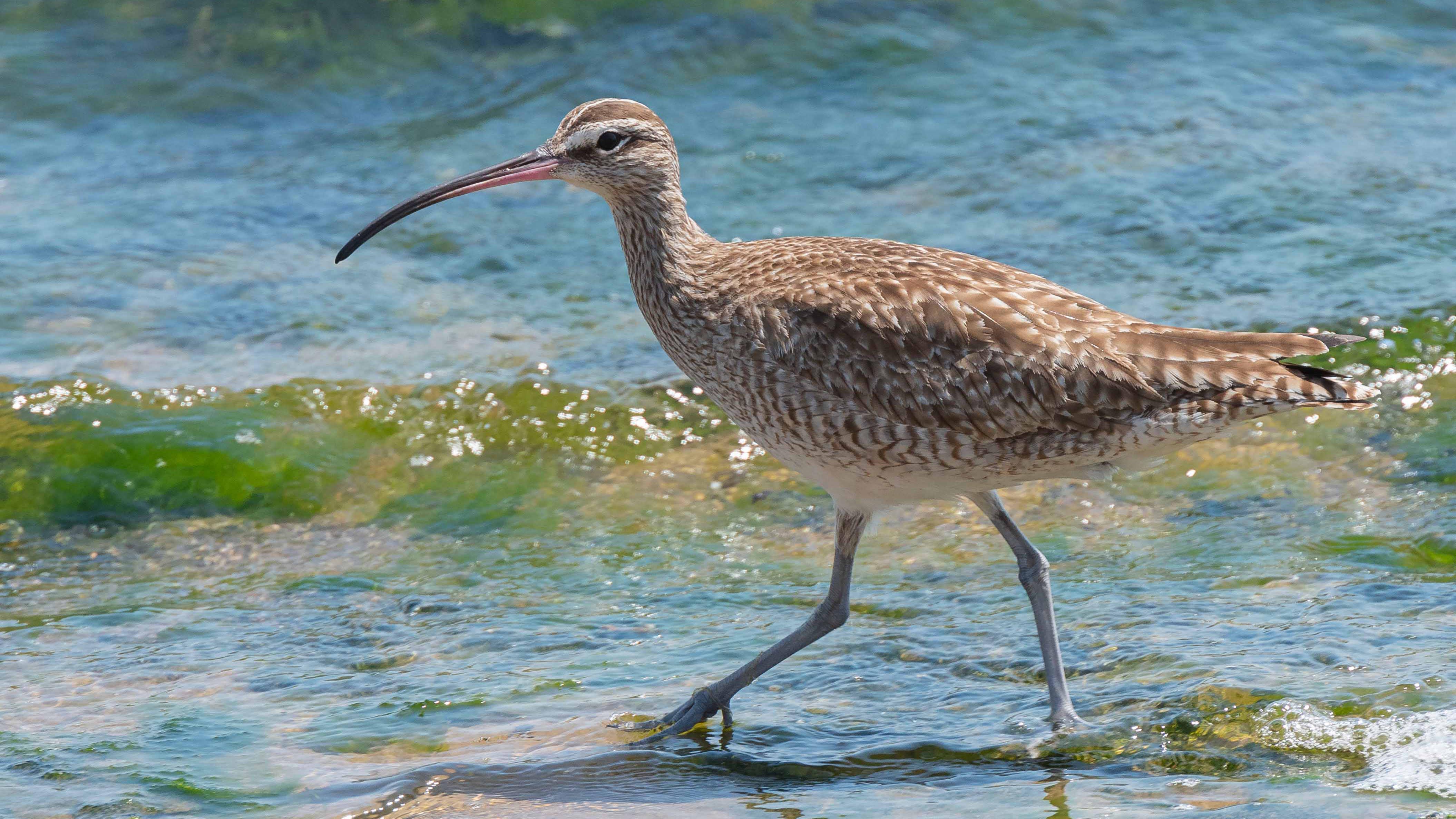 A whimbrel on the shores of Peru, where the bird settles in cold months after settling on Virginia's Eastern Shore during warm months to eat.